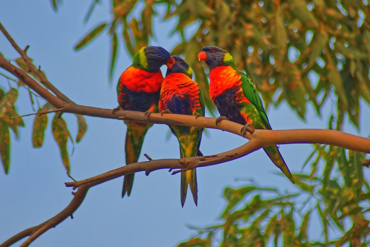 Three rainbow lorikeets in a eucalyptus tree in the Lake Macquarie area, New South Wales