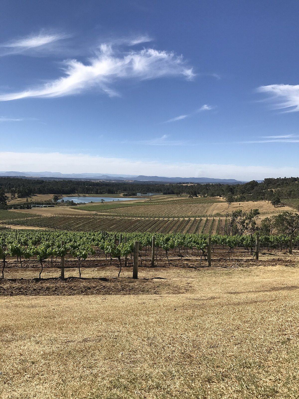 Vines at Pokolbin in the Hunter Valley wine region, New South Wales