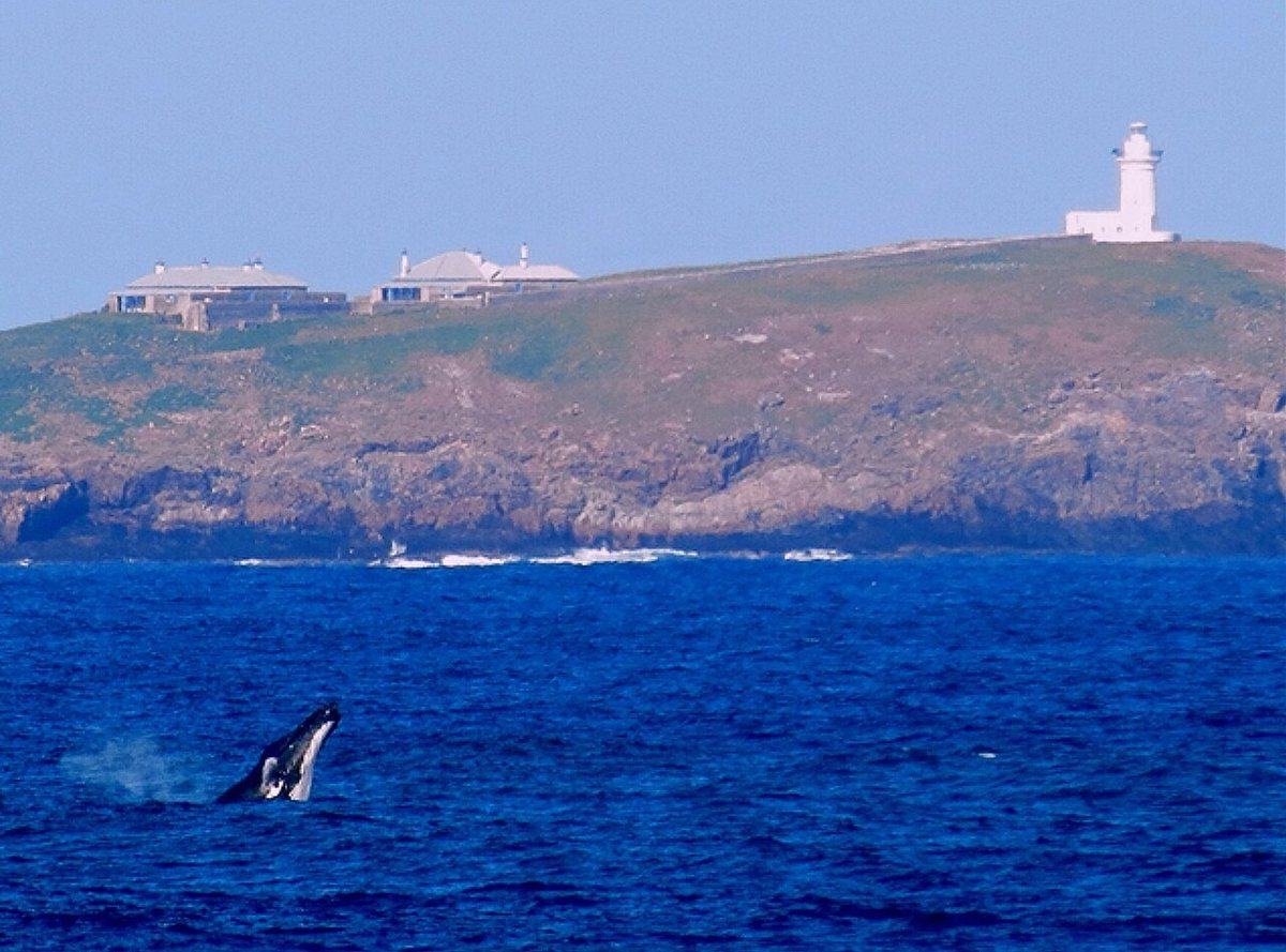 A humpback whale breaching off a headland on the New South Wales coast